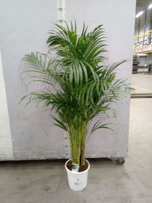 <h4>Dypsis lutescens   ...Chrysalidoca</h4>