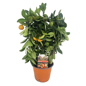 Citrus calamondin