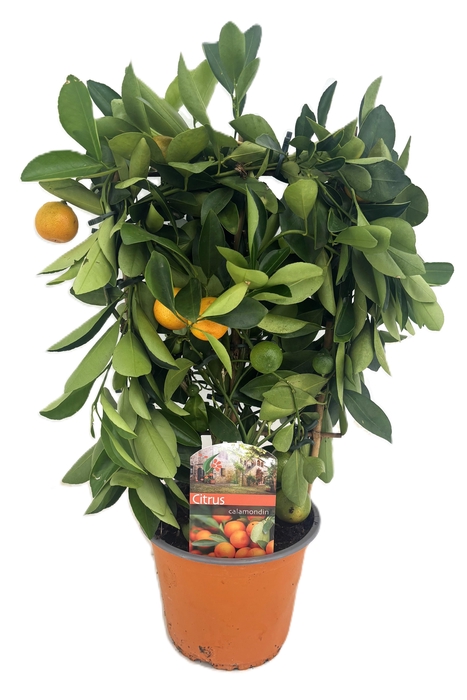 <h4>Citrus calamondin</h4>