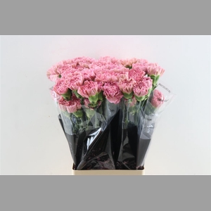 Di St Lege Pink