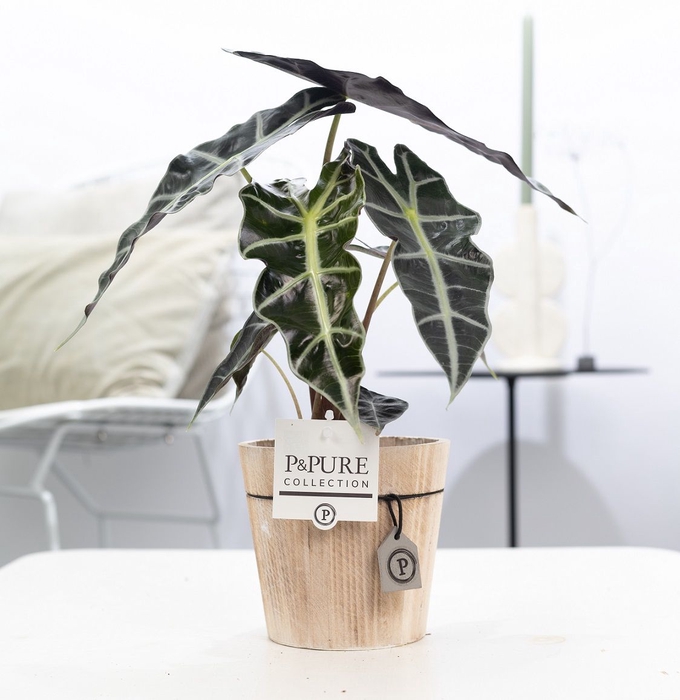 <h4>Alocasia Polly Hout</h4>