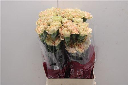 <h4>Di St Ambar</h4>