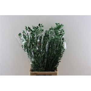 Dried Ruscus Nat Pine Green Glitter