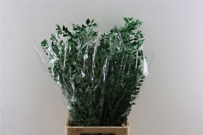 <h4>Dried Ruscus Nat Pine Green Glitter</h4>