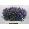 Aster Baby Blue