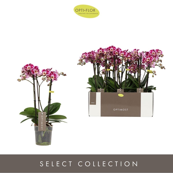 PHAL OPTIMOST BUBBLES 4 SPIKE