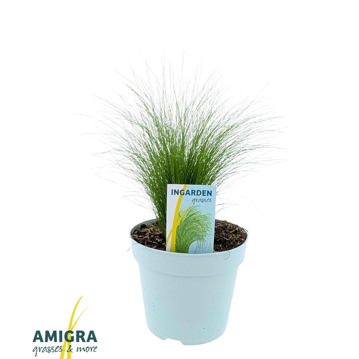 <h4>Stipa ten Ponytails</h4>