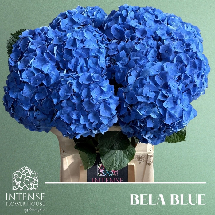 <h4>HYDR M BELA BL</h4>