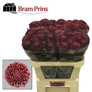 Chr G Bigoudi Red