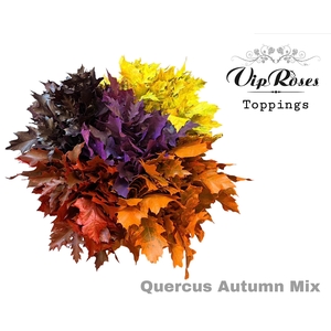 QUERCUS AUTUMN MIX