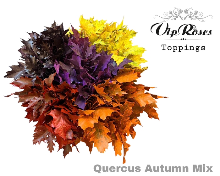 QUERCUS AUTUMN MIX