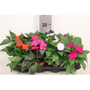 Impatiens New Guinea Grp gemengd