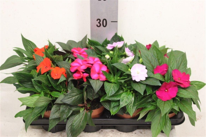 <h4>Impatiens New Guinea Grp gemengd</h4>