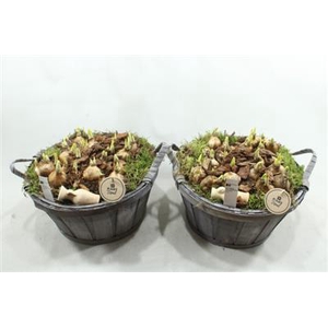 34323 LATTEN TON TETE