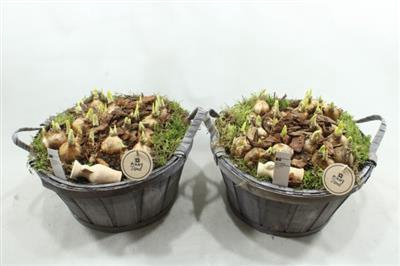 <h4>34323 Latten Ton Tete</h4>