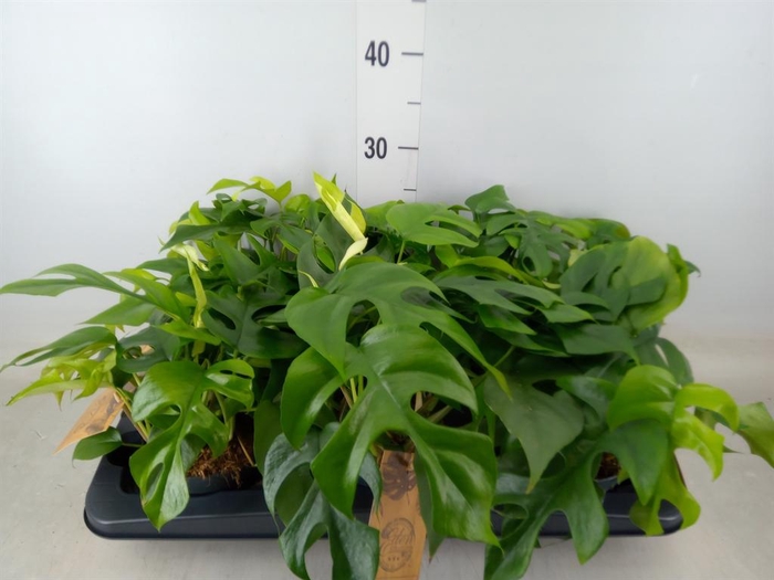 <h4>Monstera ...</h4>