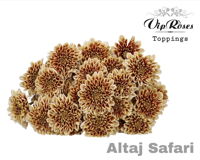 <h4>CHR T ALTAJ SAFARI</h4>