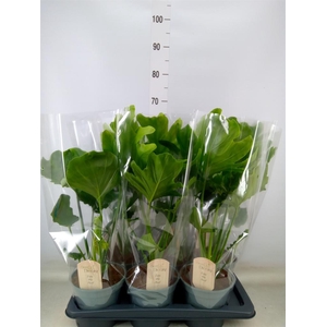 Philodendron bipinn. 'Little Hope'