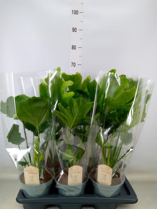 <h4>Philodendron bipinn. 'Little Hope'</h4>