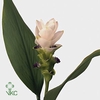 HYDR M CH VERE BL CL