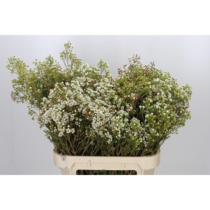 Chamelaucium Morning Delight