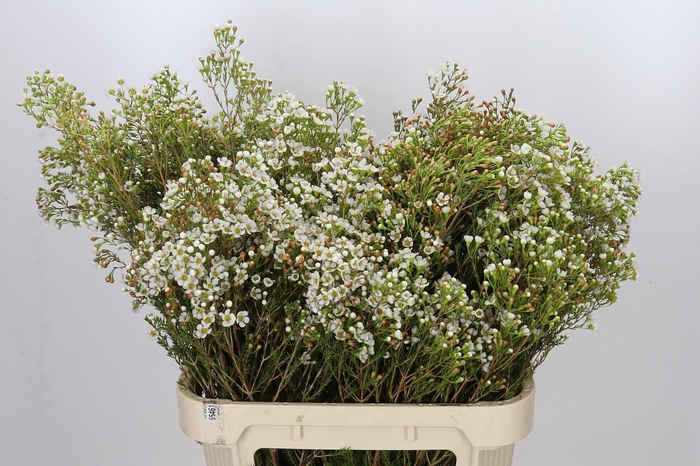 <h4>Chamelaucium Morning Delight</h4>