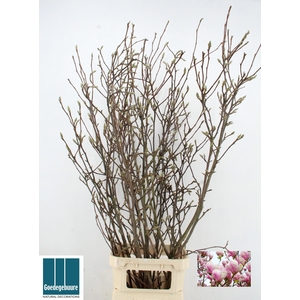 MAGNOLIA GRANDIFLORA