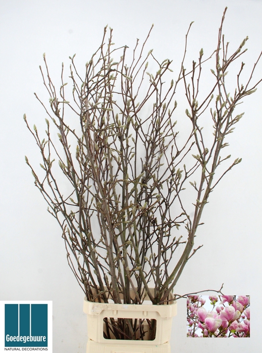 <h4>MAGNOLIA GRANDIFLORA</h4>