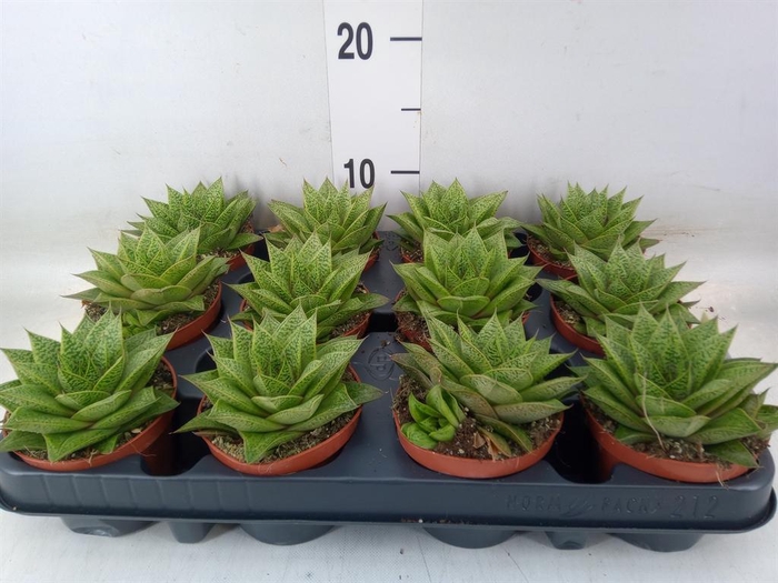 <h4>Gasteria  'D Tiga'</h4>