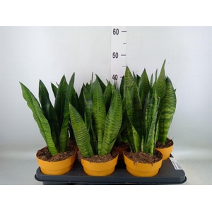 Sansevieria zeylanica