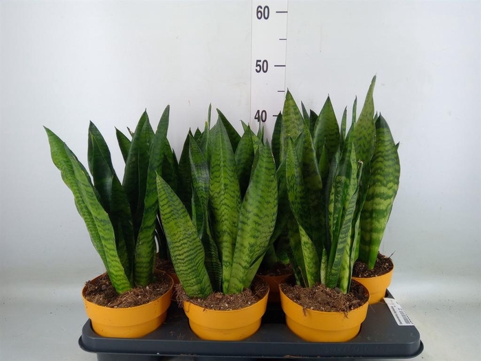 <h4>Sansevieria zeylanica</h4>