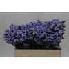 Limonium Donau Birds