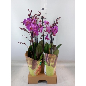 Phalaenopsis  'Adoration'