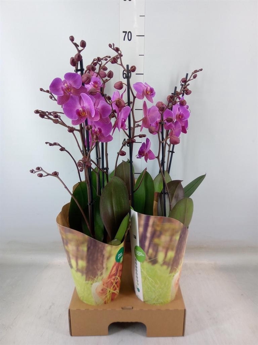 <h4>Phalaenopsis  'Adoration'</h4>