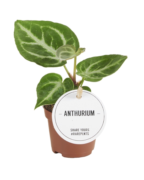 Anthurium blad