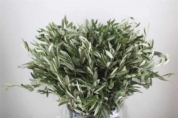 <h4>Olijf 400gr P Bunch</h4>