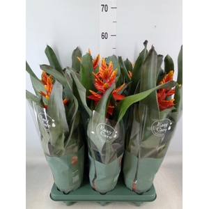 Aechmea  'Pepita Elegant Flames'