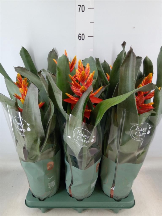 <h4>Aechmea  'Pepita Elegant Flames'</h4>