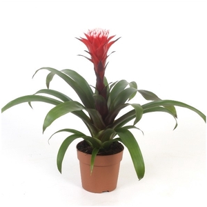 Guzmania Hope