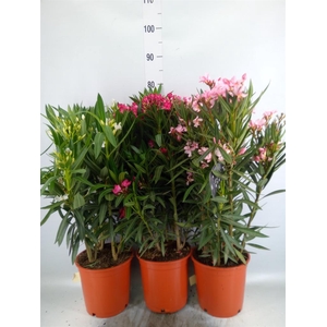 Nerium oleander   ...