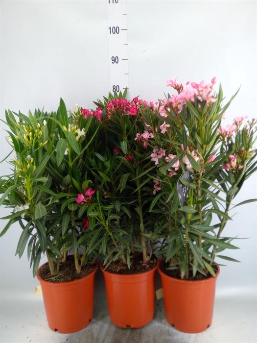<h4>Nerium oleander   ...</h4>