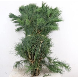 PINUS STROBUS PER STEM 090CM