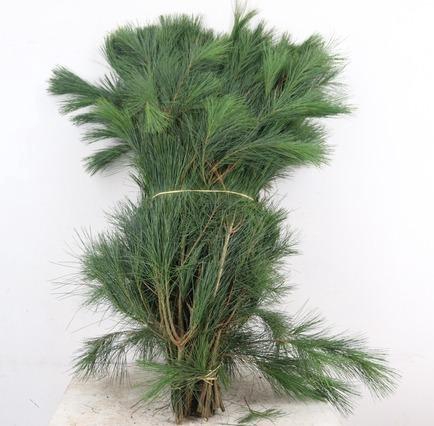 <h4>PINUS STROBUS PER STEM 090CM</h4>
