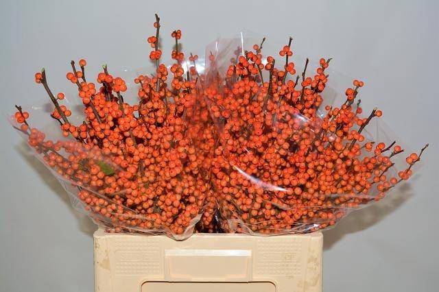 <h4>Ilex La Range</h4>