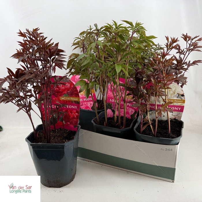 <h4>PAEONIA GEM</h4>