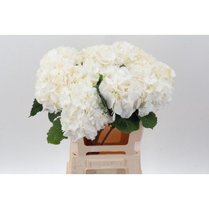 Hydr M Ch Whi Verena