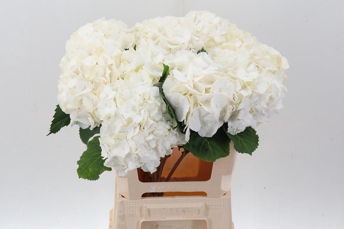 <h4>Hydr M Ch Whi Verena</h4>