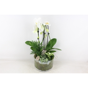 arr2 PL - Glas cilinder phal. wit
