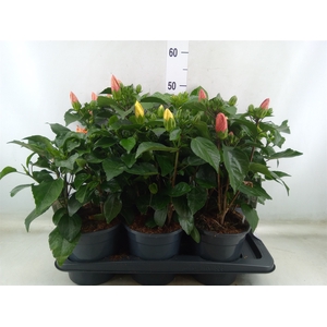 Hibiscus rosa-sin.   ...mix