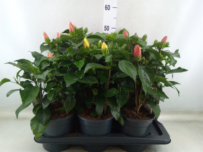 <h4>Hibiscus rosa-sin.   ...mix</h4>